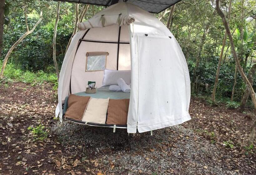 Standard Tent, Cariguá