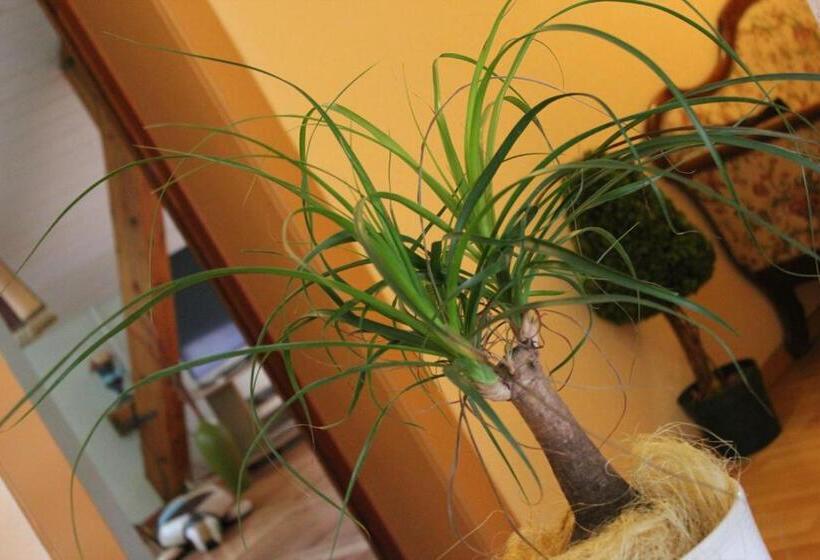 חדר סטנדרט לשלושה, Acacia