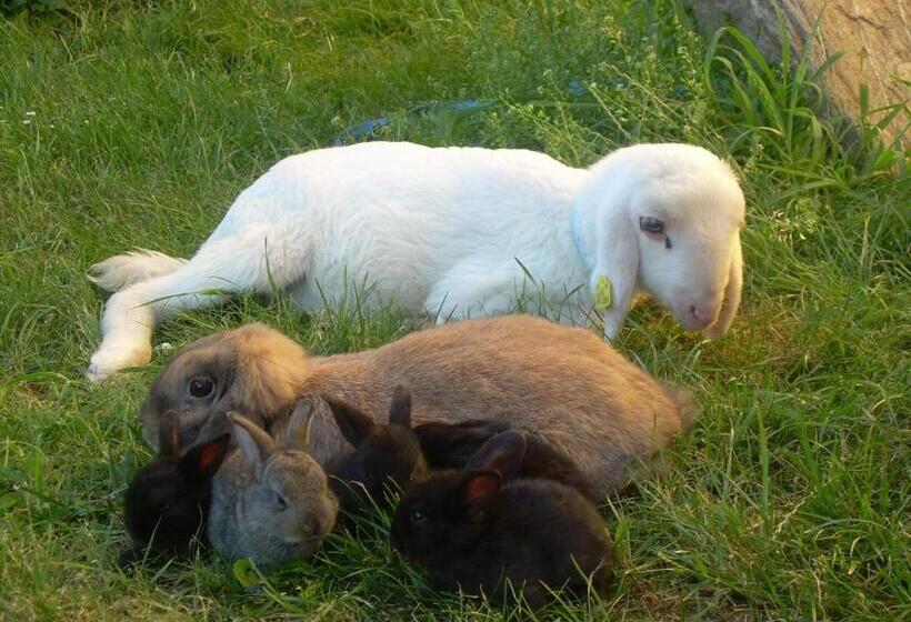 جناح غرفتين نوم, Kerndlerhof