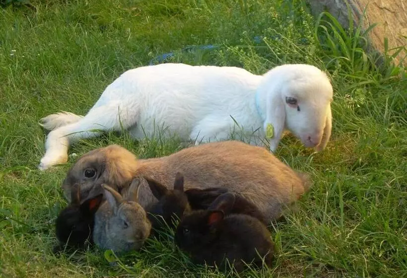 ２ベッドスイートルーム, Kerndlerhof