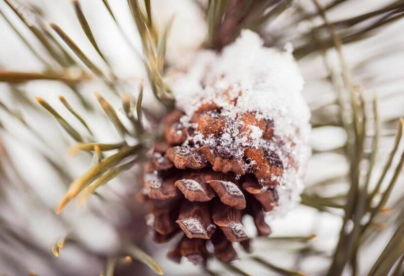 חדר סטנדרט, Stubai