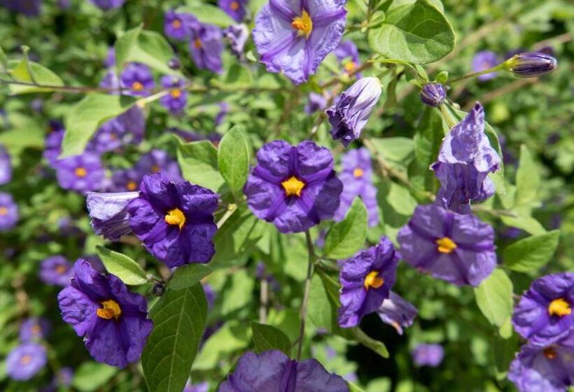 Дом 1 Спальня, La Martinoise Garden