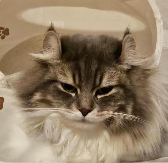 Chambre Standard Vue Mer, ニャー助のホテルん