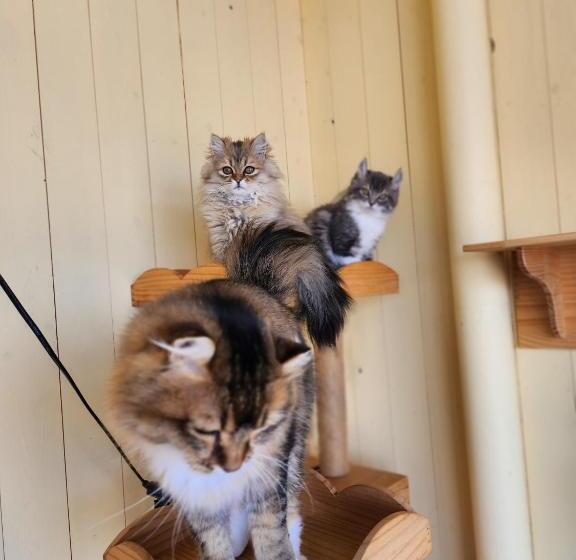 Chambre Standard Individuelle Salle de Bains Commune, ニャー助のホテルん