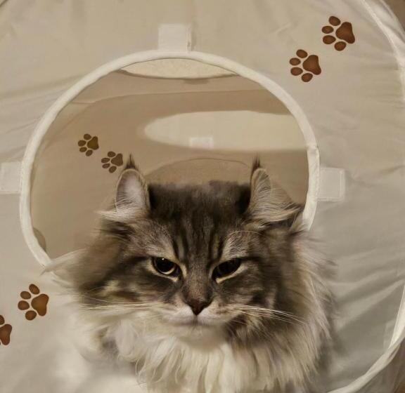 Chambre Standard, ニャー助のホテルん