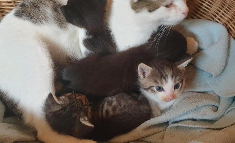 Студио Стандарт с Террасой, Chrom Ranch Reiterhof