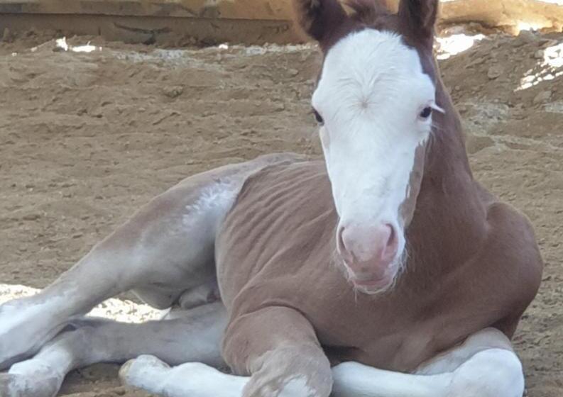 Студио Стандарт с Террасой, Chrom Ranch Reiterhof