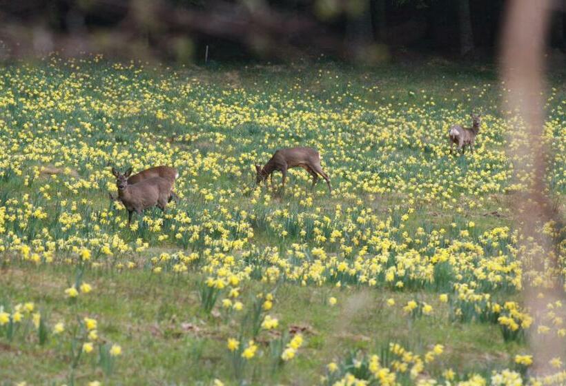 חדר סטנדרט נוף לאגם, Les Hauts Du Lac