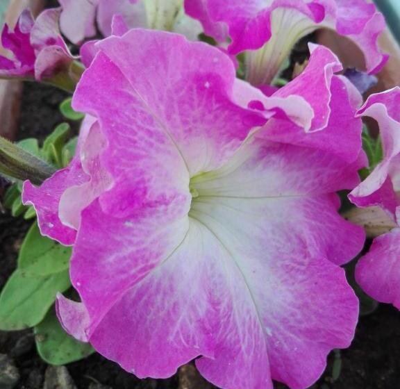 コンフォートトリプルルーム, B&b L Antico Ortale