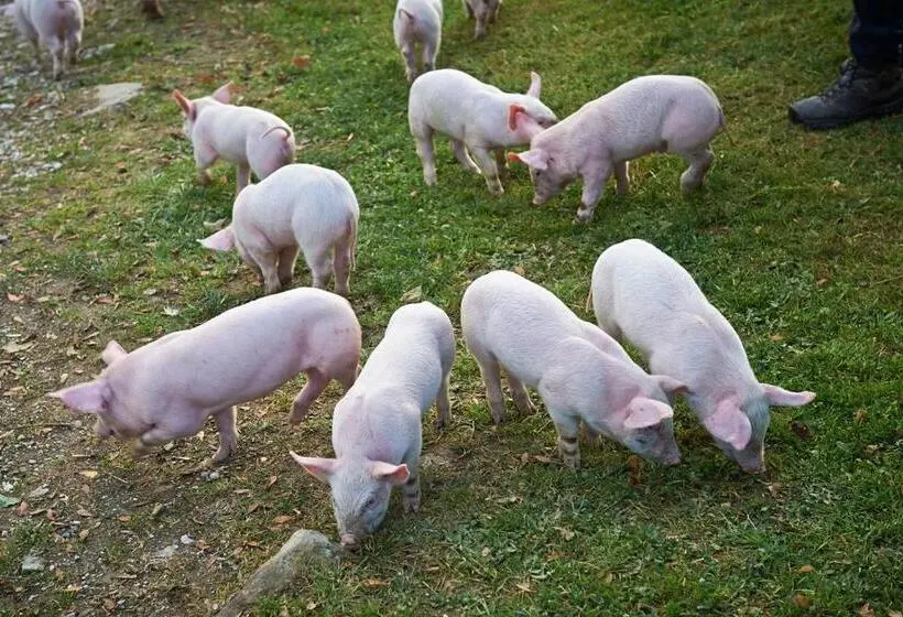 سوییت با چشم‌انداز باغ, Tourist Farm Kladje