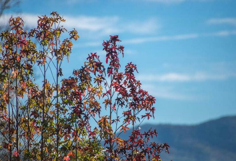 إستوديو قياسى, Misty View Cabin