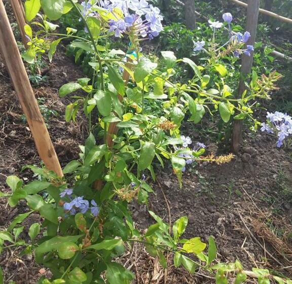 Номер Стандарт с Балконом, Mansarda Fiorita