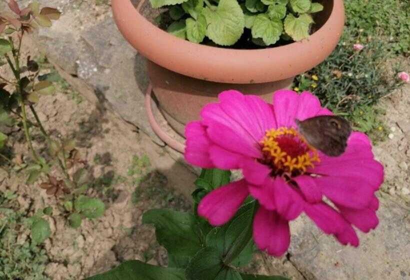 منزل غرفة نوم واحدة, къща цвети 1 трявна