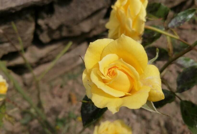 منزل غرفة نوم واحدة, къща цвети 1 трявна