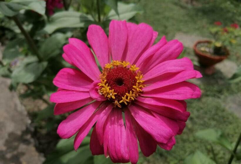 منزل غرفة نوم واحدة, къща цвети 1 трявна