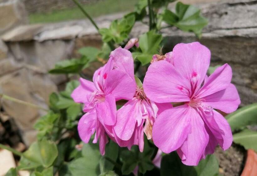 منزل غرفة نوم واحدة, къща цвети 1 трявна