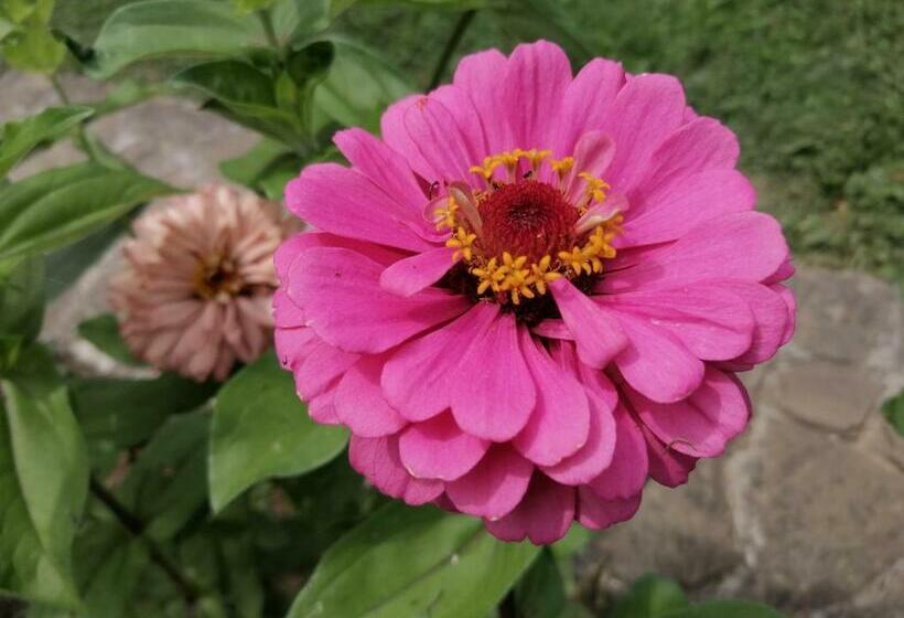 منزل غرفة نوم واحدة, къща цвети 1 трявна