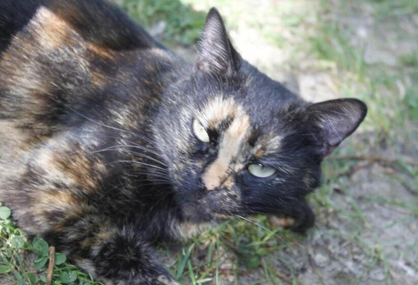 ガーデンビュースタンダードルーム, Avenue Du Château