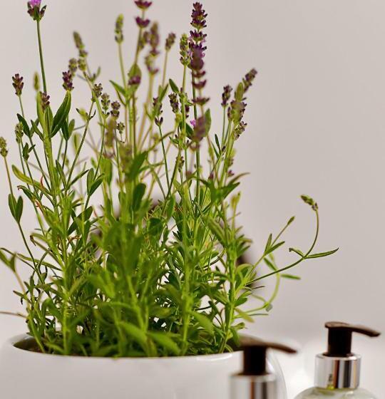 חדר סופריור, Herbal Hotel Wrocław