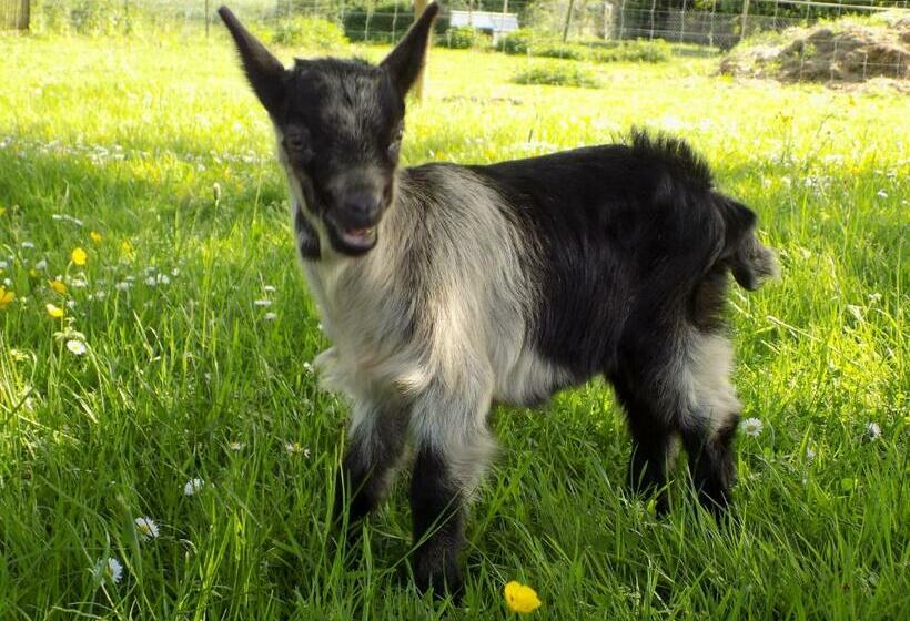 חדר דלוקס, L Ostrale