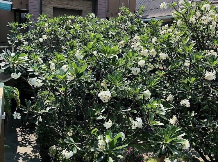 Balkonlu Süit, Hua Hin White Sand