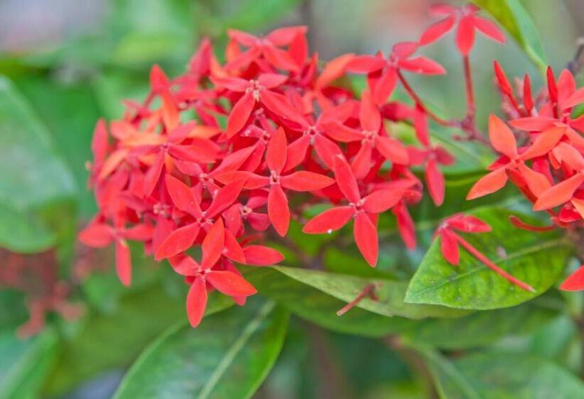 带大床的标准工作室, Kona Hawaii Guest House A Unique Hawaii Experience