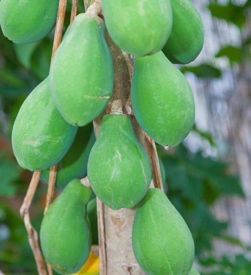 带大床的标准工作室, Kona Hawaii Guest House A Unique Hawaii Experience