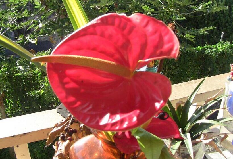 Студия Superior, Kona Hawaii Guest House A Unique Hawaii Experience
