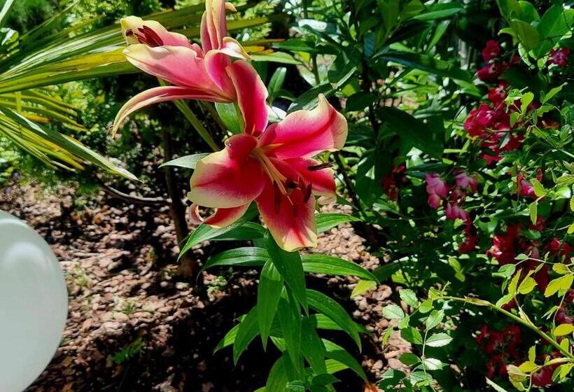 חדר סופריור, Majestique