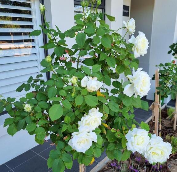 إستوديو قياسى مطلّ علي الحديقة, Hampton On Washington   Free Wifi And Netflix