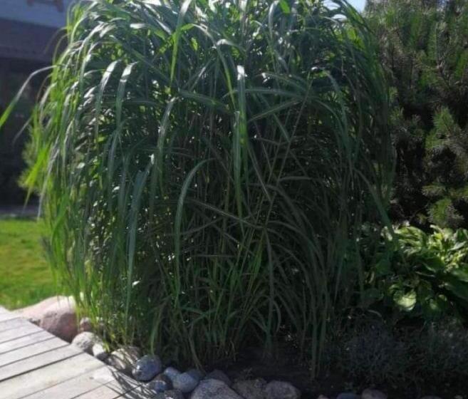 Standard Fyrbäddsrum med Balkong, Dobilas Ir Jura