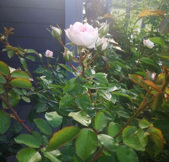 Standard Rum med Terrass, Dobilas Ir Jura