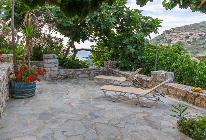 استوديو إدارى, Petrino