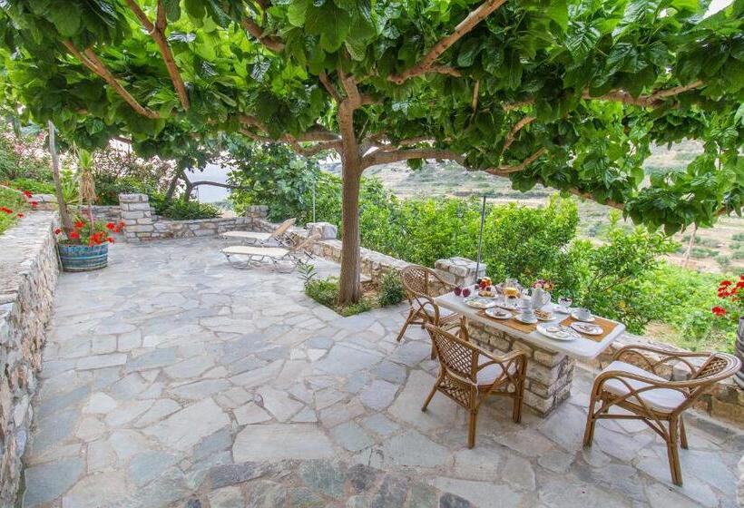 استوديو إدارى, Petrino