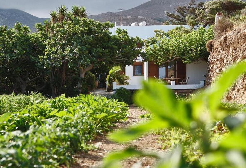 إستوديو قياسى سرير كينج, Petrino