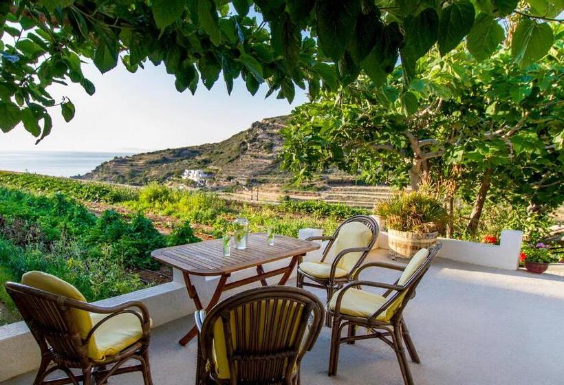 إستوديو قياسى سرير كينج, Petrino