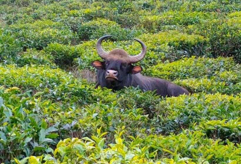 Семейный Номер, Acorn House