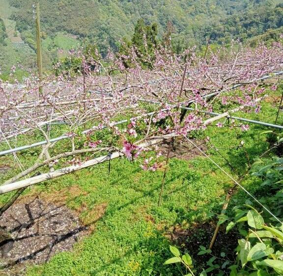 اتاق سوپریور با چشم‌انداز کوهستان, Junlin Holiday Farm