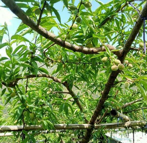 اتاق سوپریور با چشم‌انداز کوهستان, Junlin Holiday Farm