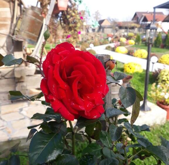 بانگلوی استاندارد, Etno Selo Eden