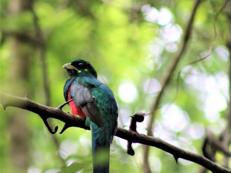 Suite with lake view, Serenity Mountain And Forest Lodge