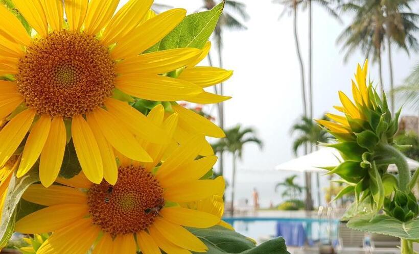 بانگلوی استاندارد, Sun & Sands Beach