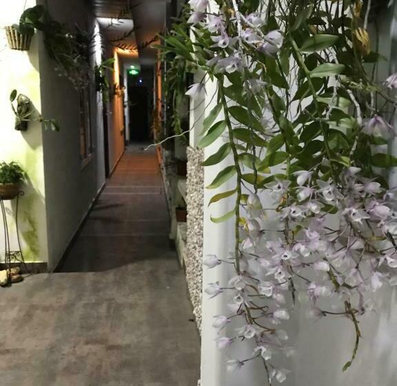 Camera Standard, Sunny A