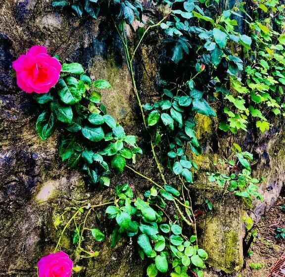 景色の見える一ベッドルームアパートメント, Five Star