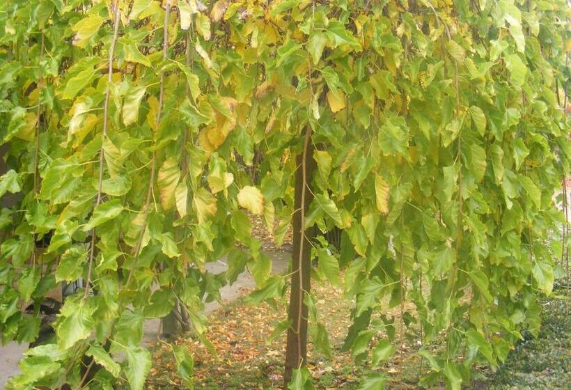 ビラホテル1ベッドルーム, Weeroona Bed And Breakfast