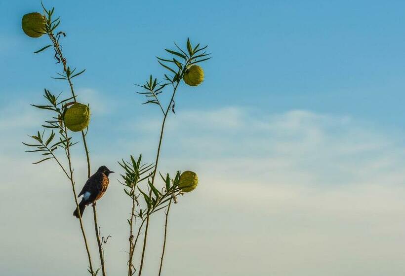غرفة سوبيريور ثلاثية, Elegant