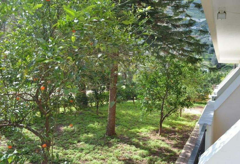 エコノミートリプルルーム, Apollon