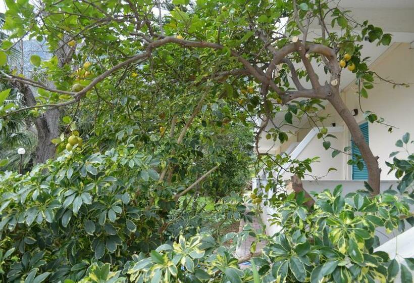 エコノミートリプルルーム, Apollon