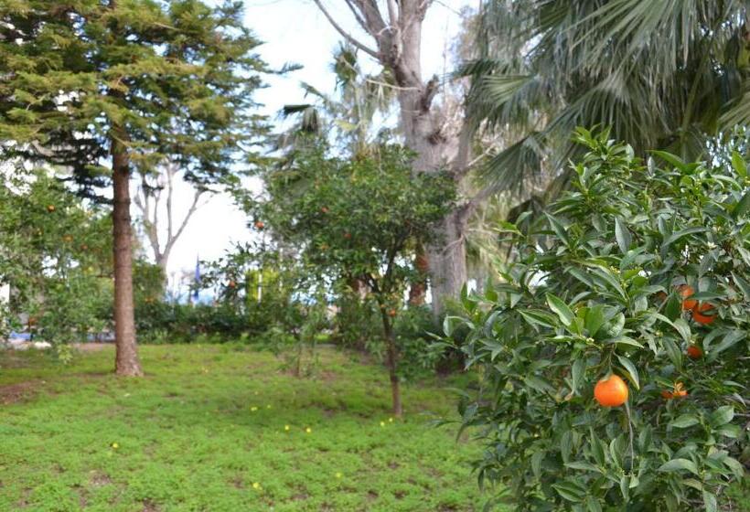 エコノミールーム, Apollon