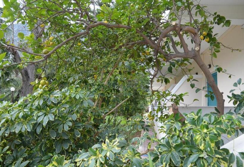 エコノミールーム, Apollon